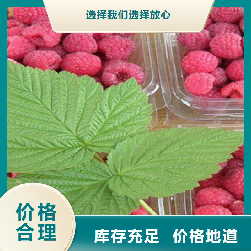 树莓苗保质保量价格透明