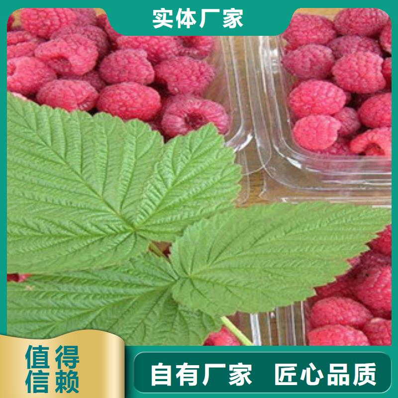 #树莓苗#-生产厂家附近供应商