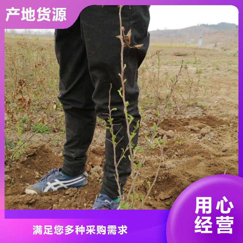 珍珠梅小苗珍珠梅河北省支持加工定制主营各种东北乔灌木