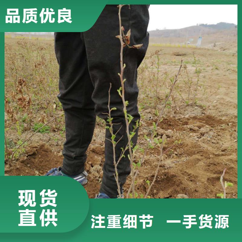 丛生茶条槭三角枫吉林省优选常年大量  