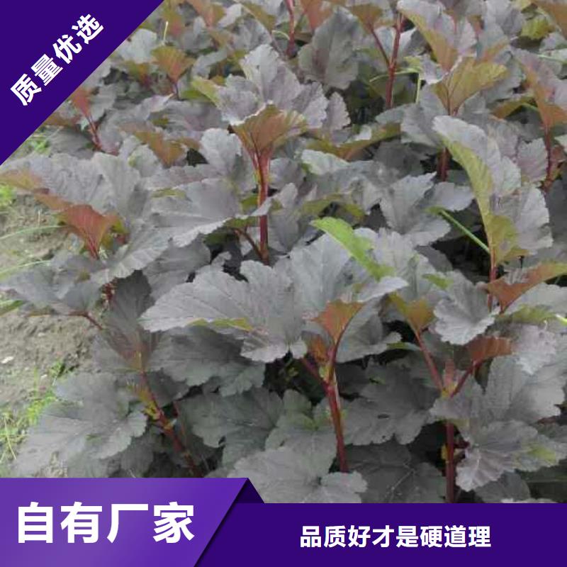 西藏客户信赖的厂家金叶紫叶风箱果球哪里卖绿化苗木