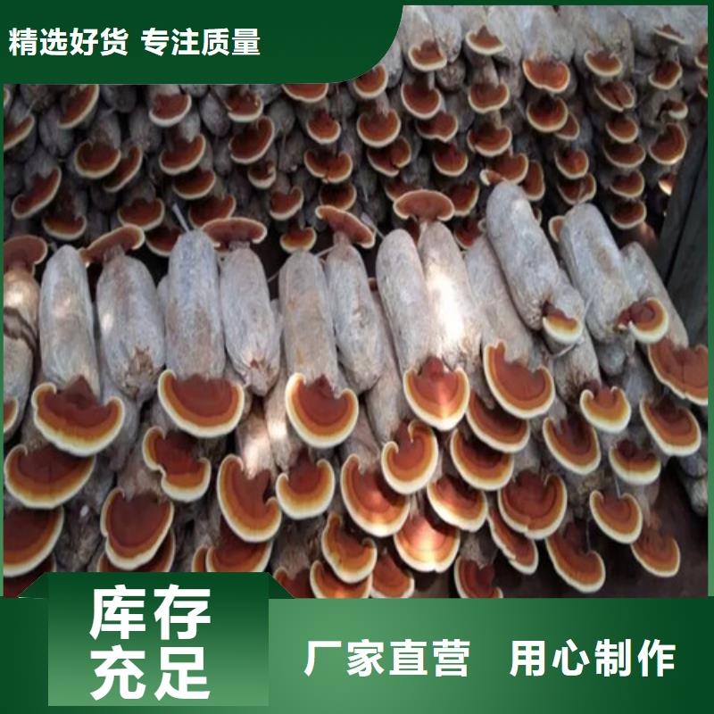 【江西】订购
灵芝超微粉生产商_云海灵芝种植专业合作社