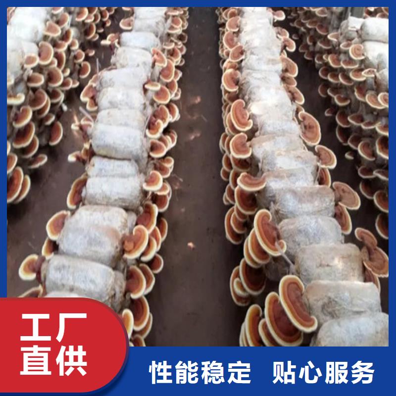 湘潭询价
灵芝超细粉生产、运输、安装