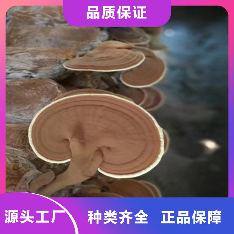 【陇南】购买信誉好的
灵芝超细粉生产厂家