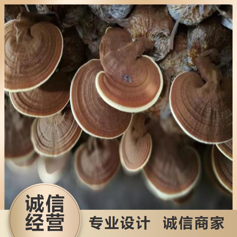 香港找
灵芝孢子粉
老品牌