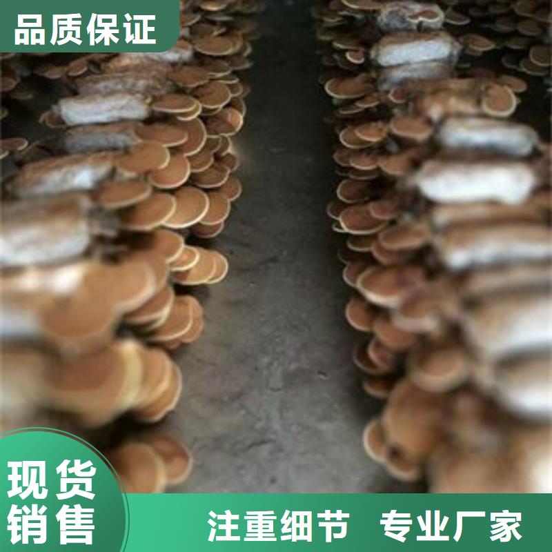 《江门》定制
灵芝超细粉生产制造厂家