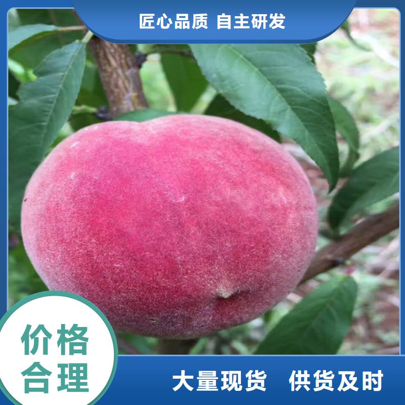 优选【泽昌】夏甜桃树苗货源充足、现挖现卖、根系发达、包成活率