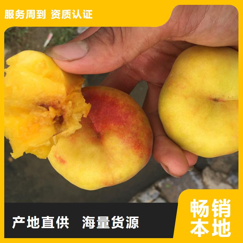 周边<泽昌>中华寿桃树苗货源充足、现挖现卖、根系发达、包成活率