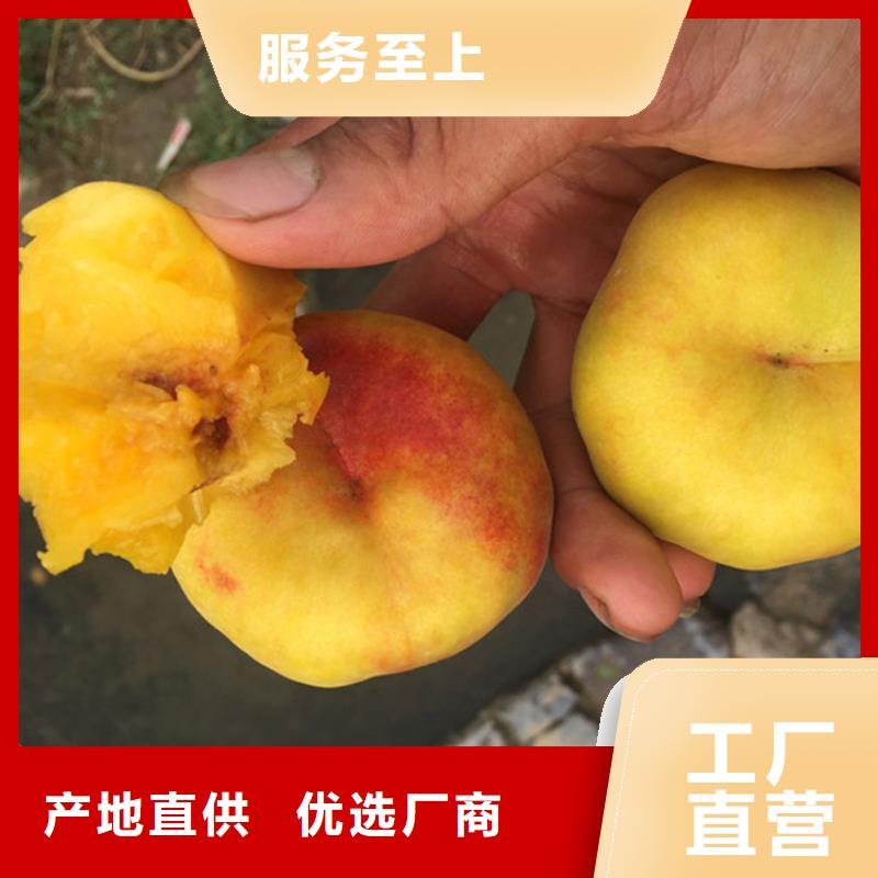 当地(泽昌)夏甜桃树苗货源充足、现挖现卖、根系发达、包成活率