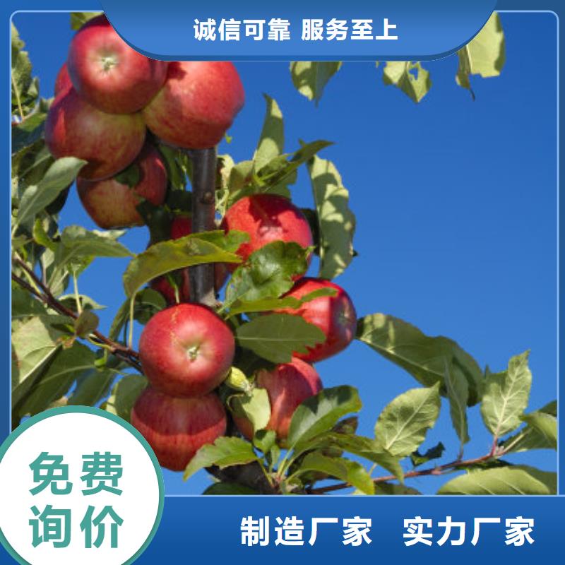 苹果苗厂家直销-泽昌苗木中心