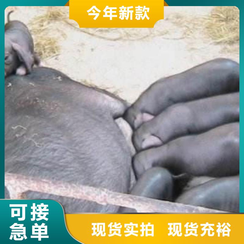 扬州买出售原种太湖母猪厂家（二元母猪价格）