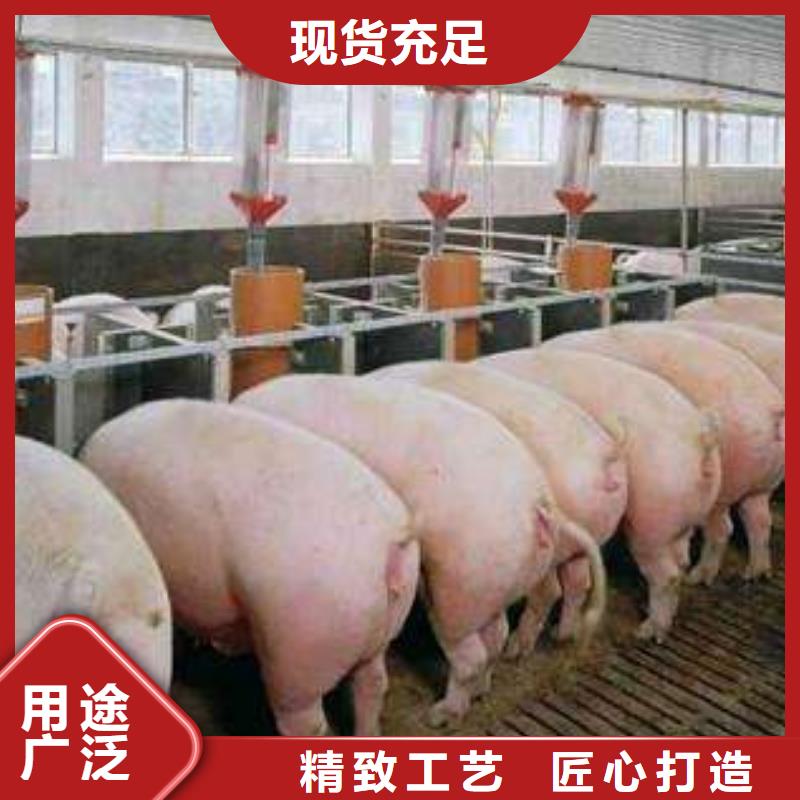 母猪质量严格把控种类丰富