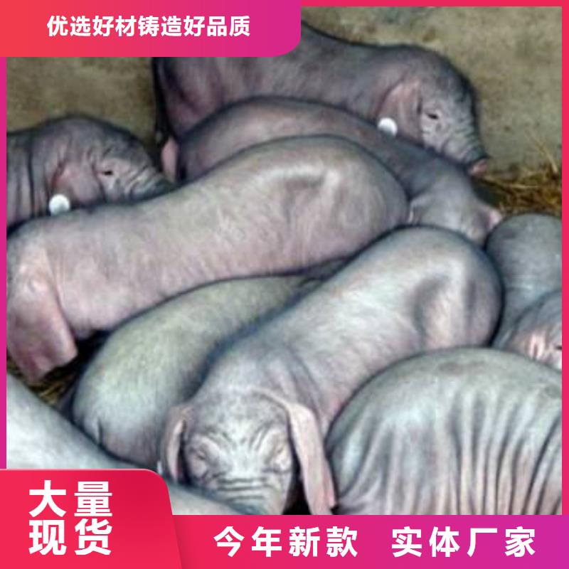 金华经营苏太母猪价格（厂家批发）高产太湖母猪