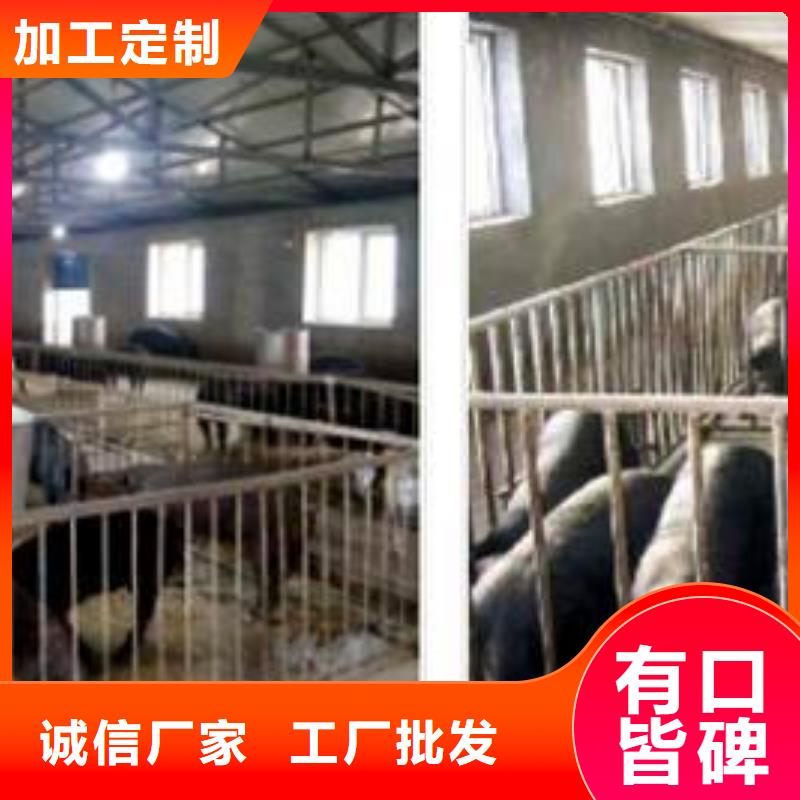 云南生产新美系二元母猪品种介绍种猪场直供