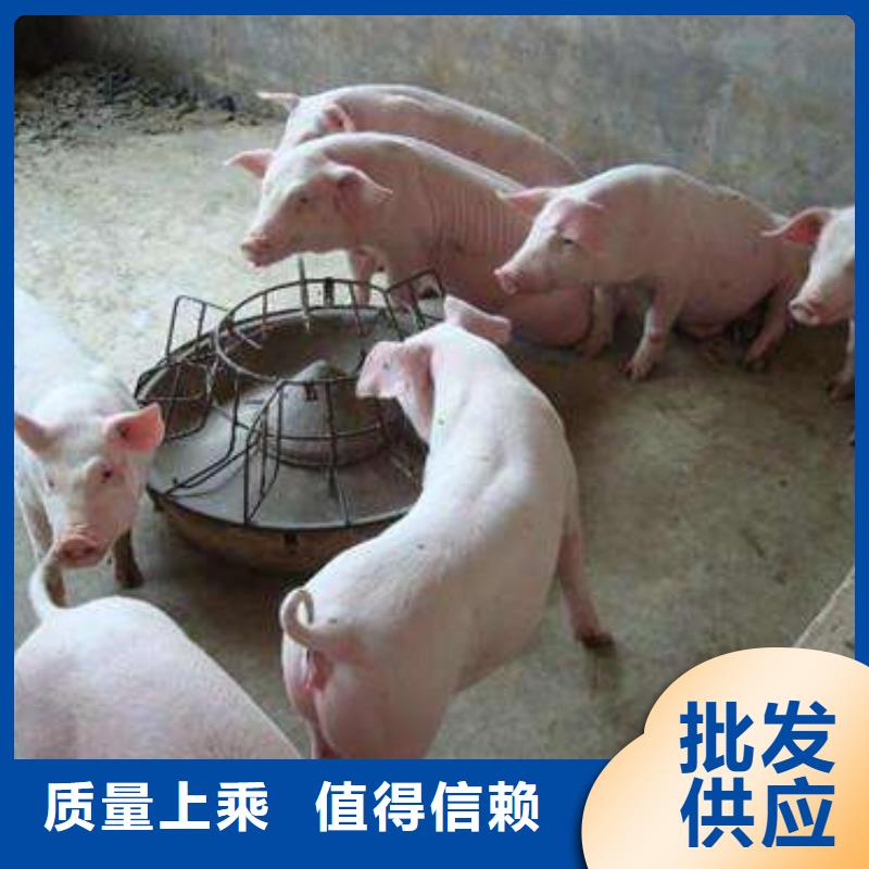 扬州咨询批发苏太母猪厂家（今日苏太母猪价格）