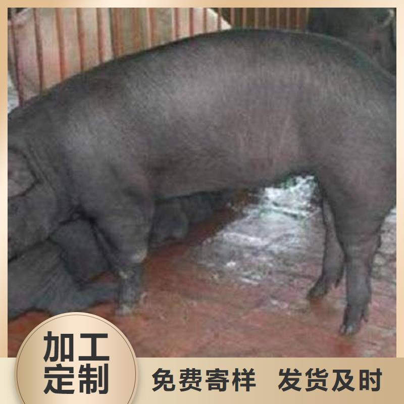 江苏咨询新美系二元母猪品种介绍（今日苏太母猪价格）