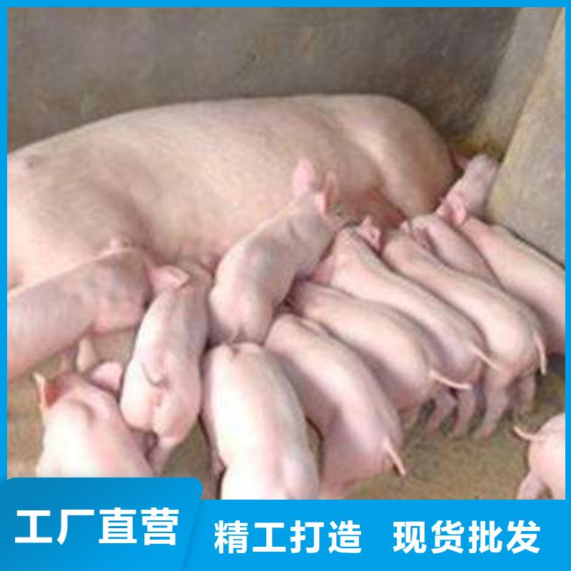 贵州本地哪里有种猪场卖母猪（种猪场联系电话）