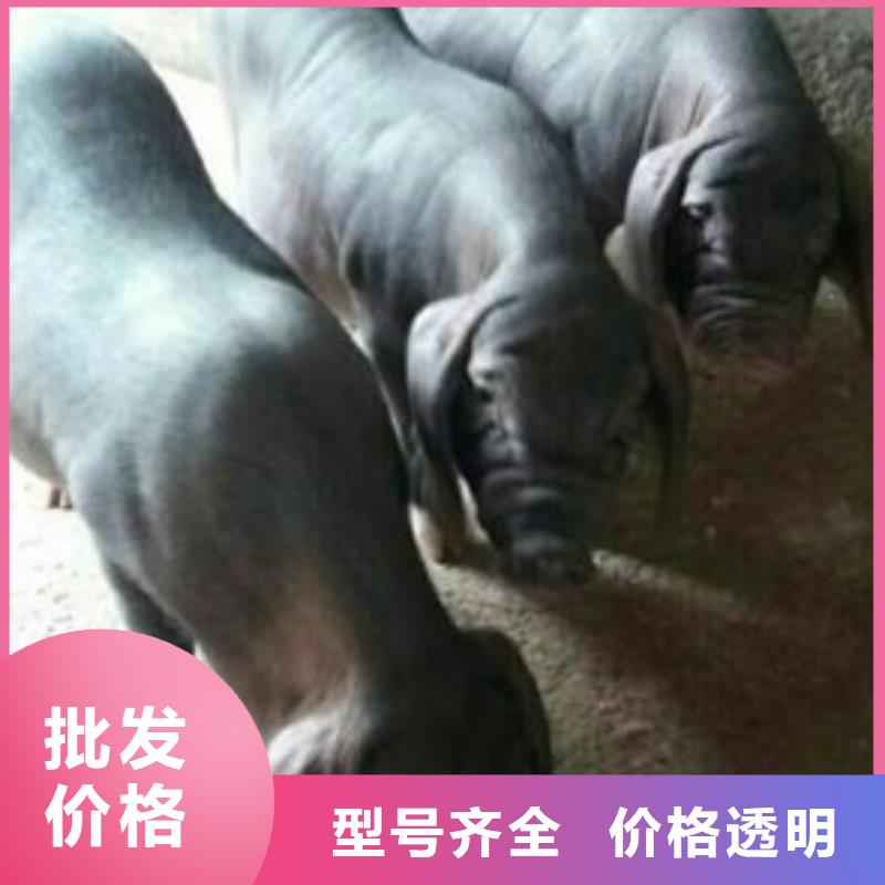 （种猪场直供）扬州当地二元母猪价格（新美系）品种纯正