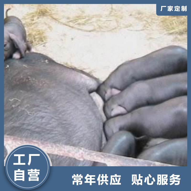 海口购买批发苏太母猪厂家种猪场直供