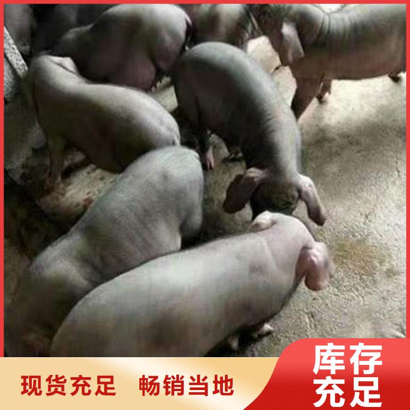 海口咨询出售原种太湖母猪厂家（今日苏太母猪价格）