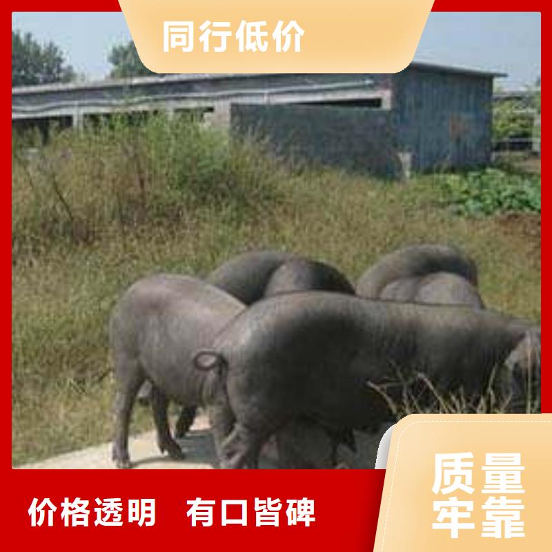 （种猪场直供）【云南】本土苏太母猪价格（30-100斤）原种太湖母猪产地