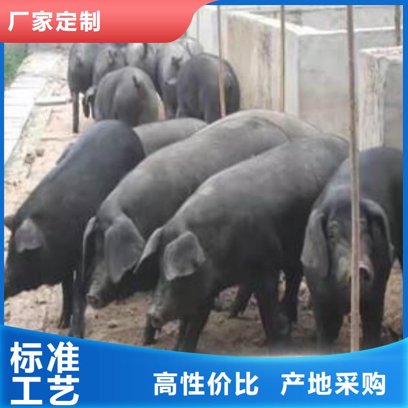 （种猪场直供）扬州当地二元母猪价格（新美系）品种纯正