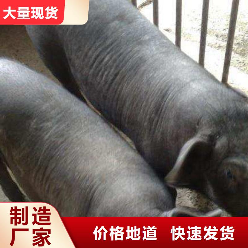 扬州直销市厂家介绍长太母猪价格（联系厂家）