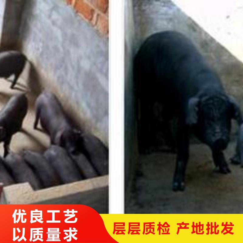 【天津】销售二元母猪价格（厂家出售）原种苏太母猪