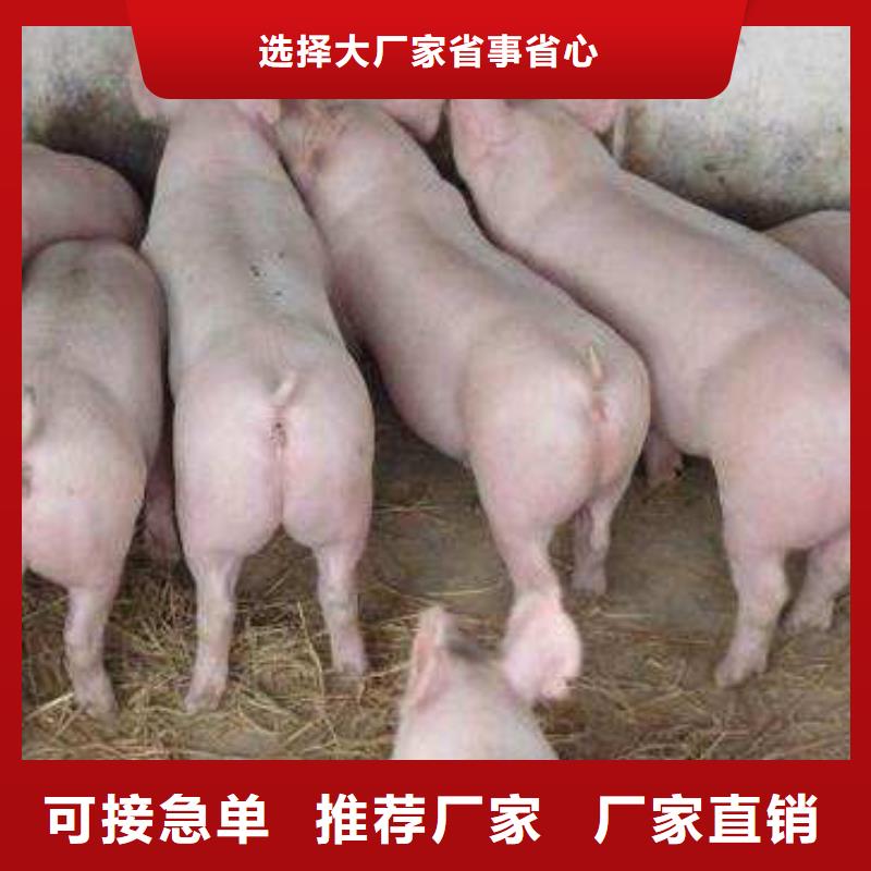 贵州本地哪里有种猪场卖母猪（种猪场联系电话）