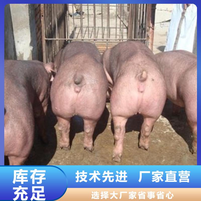 江苏优选出售原种太湖母猪厂家（二元母猪价格）