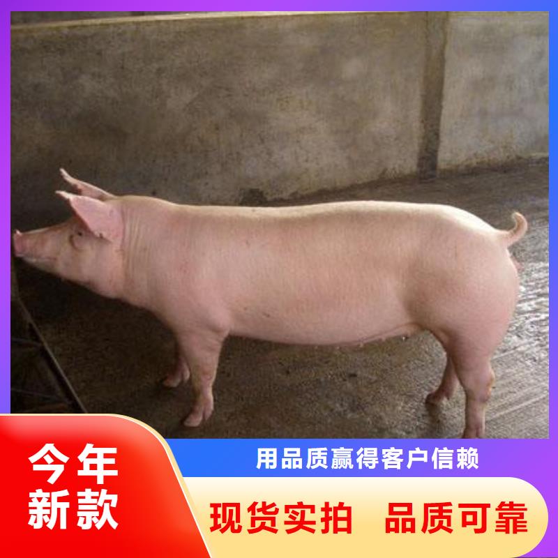 扬州品质市哪里买到大约克公猪（现在苏太母猪价格）