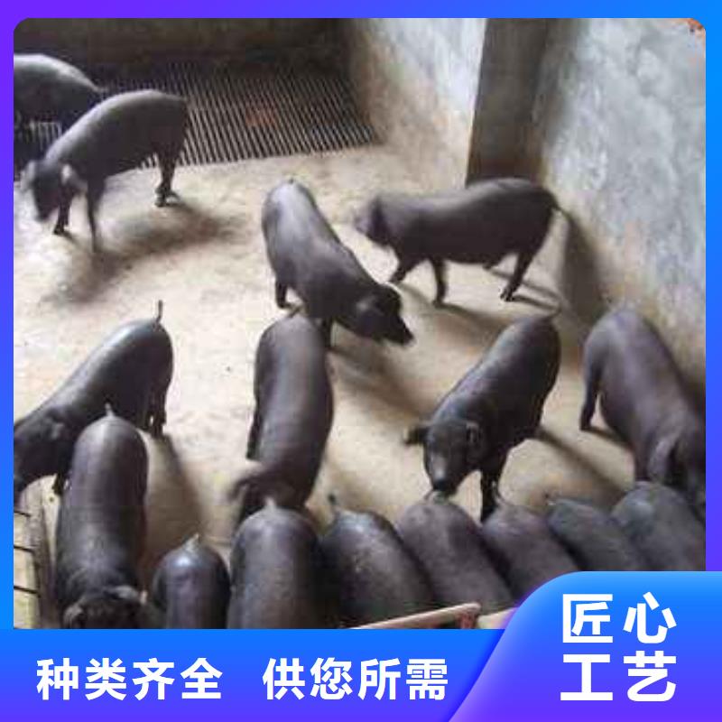《阳江》询价太湖母猪价格（四蹄白）原种苏太母猪