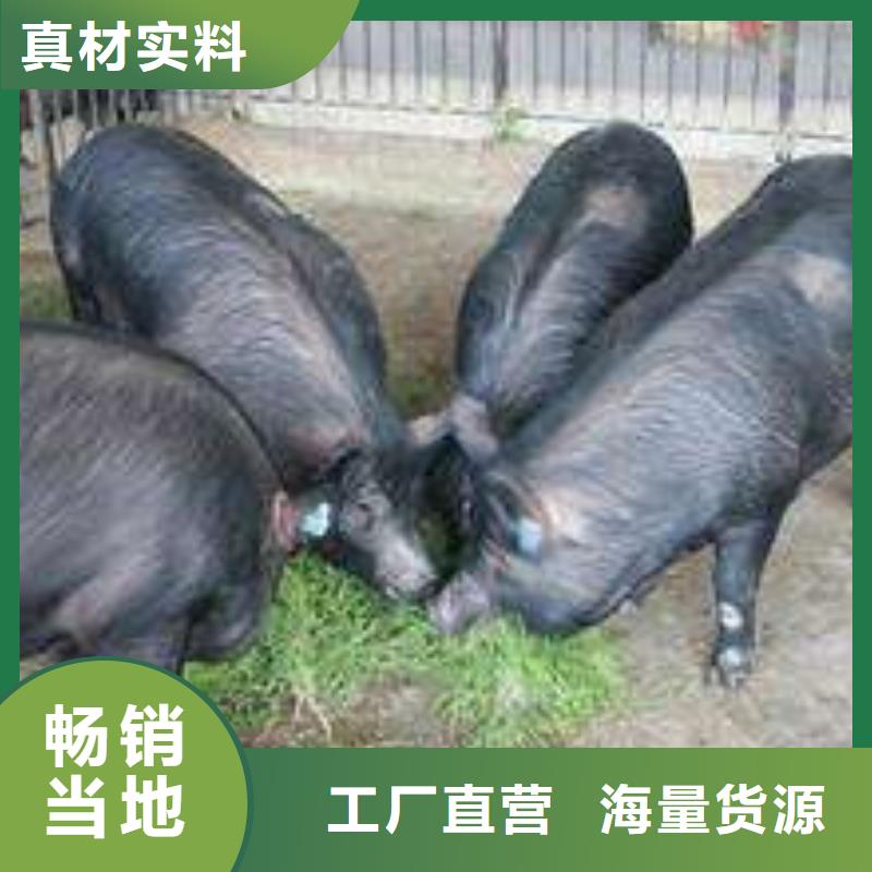 黄山批发市哪里有种猪场卖母猪（联系厂家）