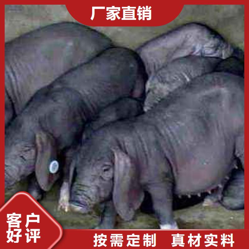 （种猪场直供）天津咨询苏太母猪价格（30-100斤）原种太湖母猪产地
