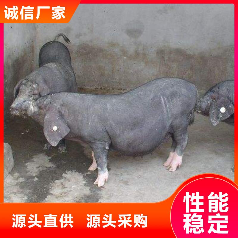 扬州订购长白母猪价格（厂家批发）（二元母猪价格）