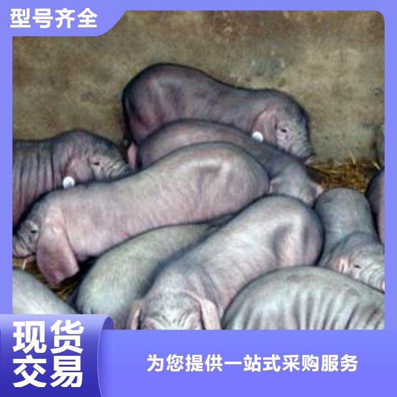 金华经营苏太母猪价格（厂家批发）高产太湖母猪
