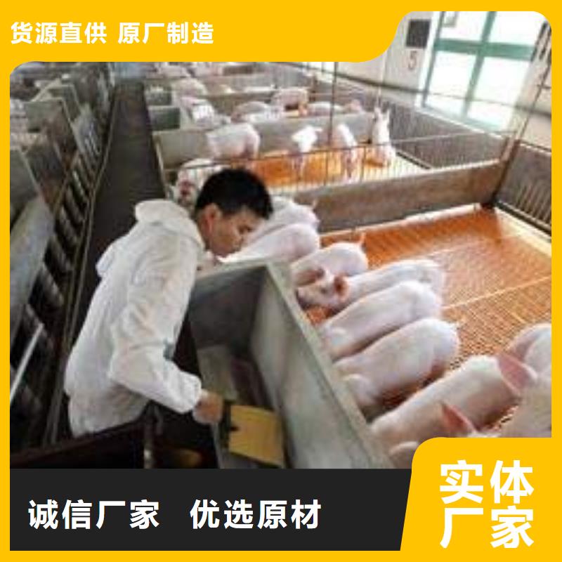 威海生产出售原种太湖母猪厂家（四蹄白太湖母猪价格）