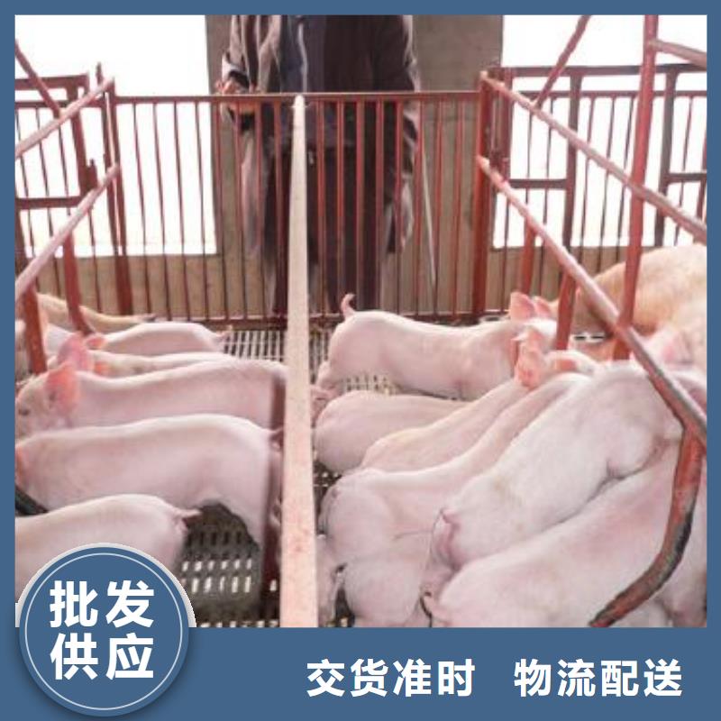 【陇南】优选市哪里有种猪场卖母猪（现在苏太母猪价格）