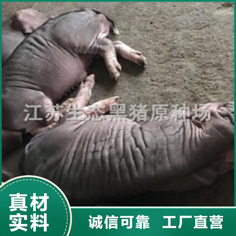 金华当地长太母猪价格（40-50斤）太湖  