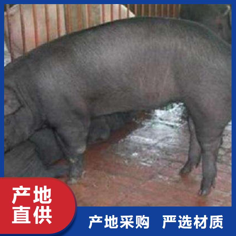 【鹤壁】本土市原种太湖母猪价格（咨询厂家）