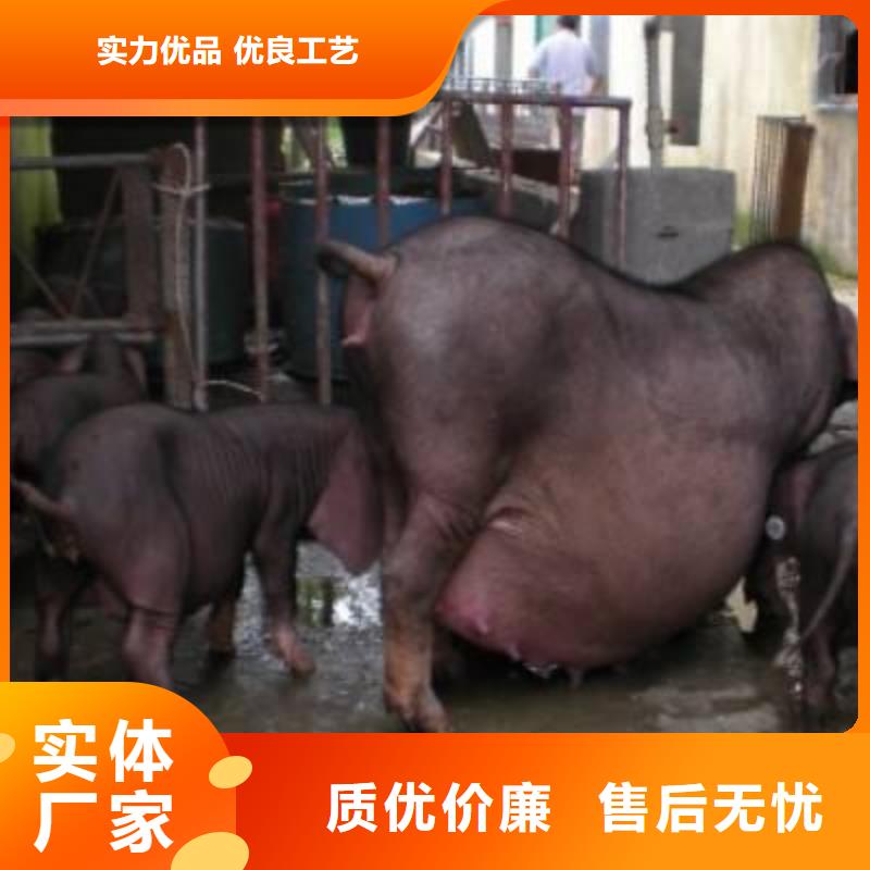 可定制母猪的厂家产地批发