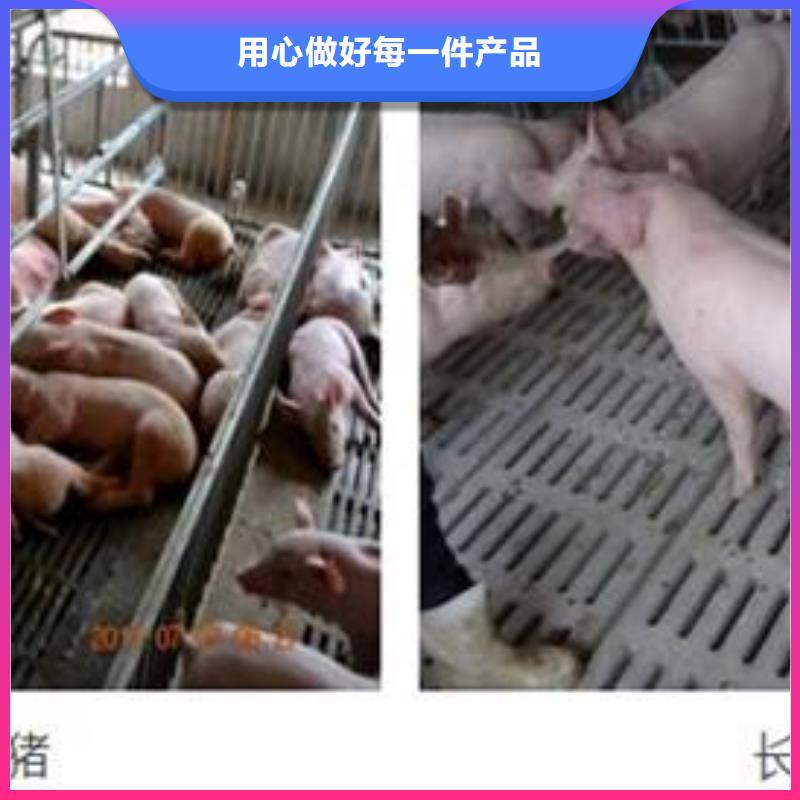 原种太湖母猪厂家批发价格（优良母本）