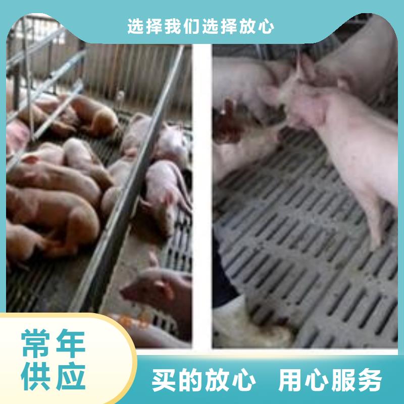 当地<鹏鑫>长白母猪价格（批发出售）原种苏太母猪