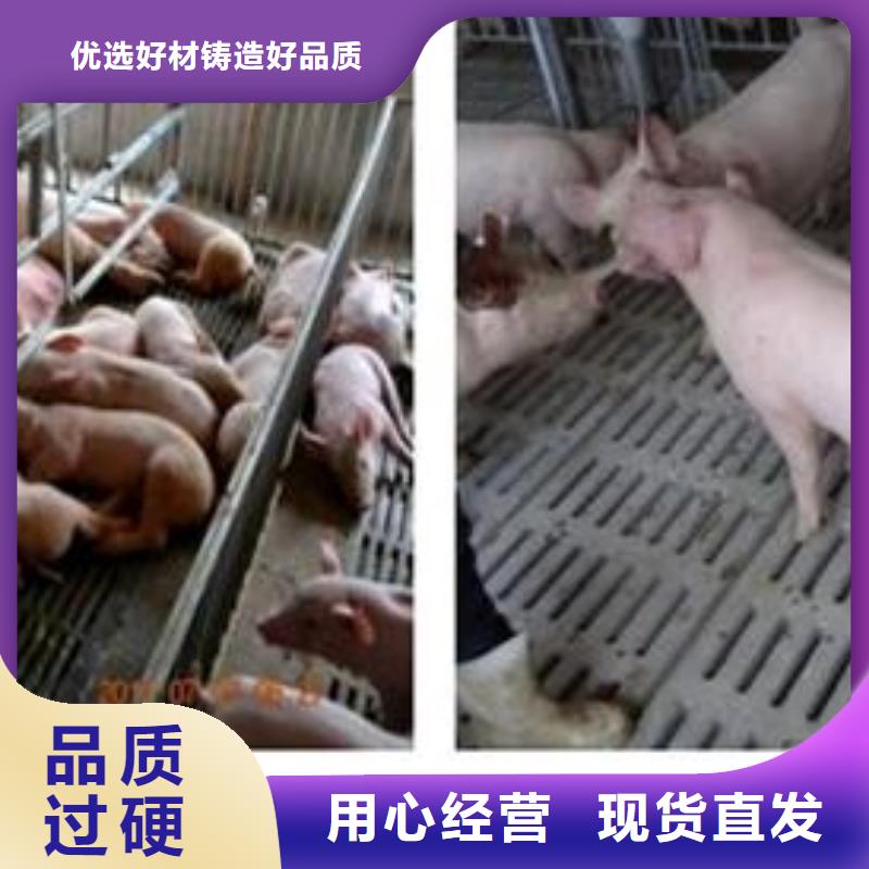 源头工厂量大优惠《鹏鑫》出售原种太湖母猪厂家（四蹄白太湖母猪价格）