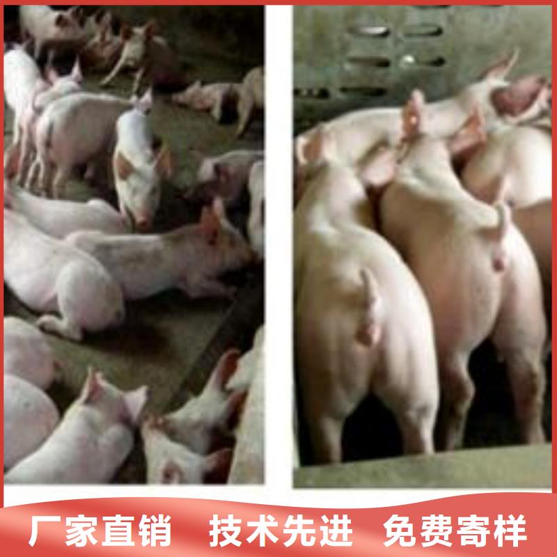 直销鹏鑫长太母猪价格（40-50斤）原种苏太母猪