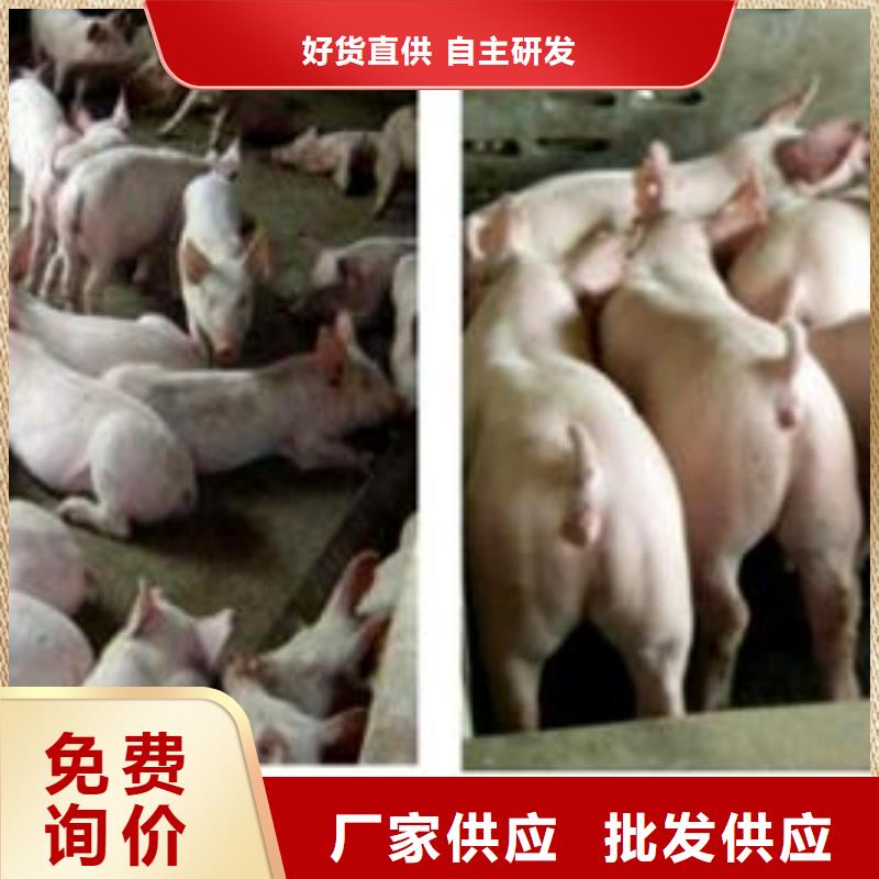 长白母猪批发：大约克公猪价格（厂家）二元母猪优点