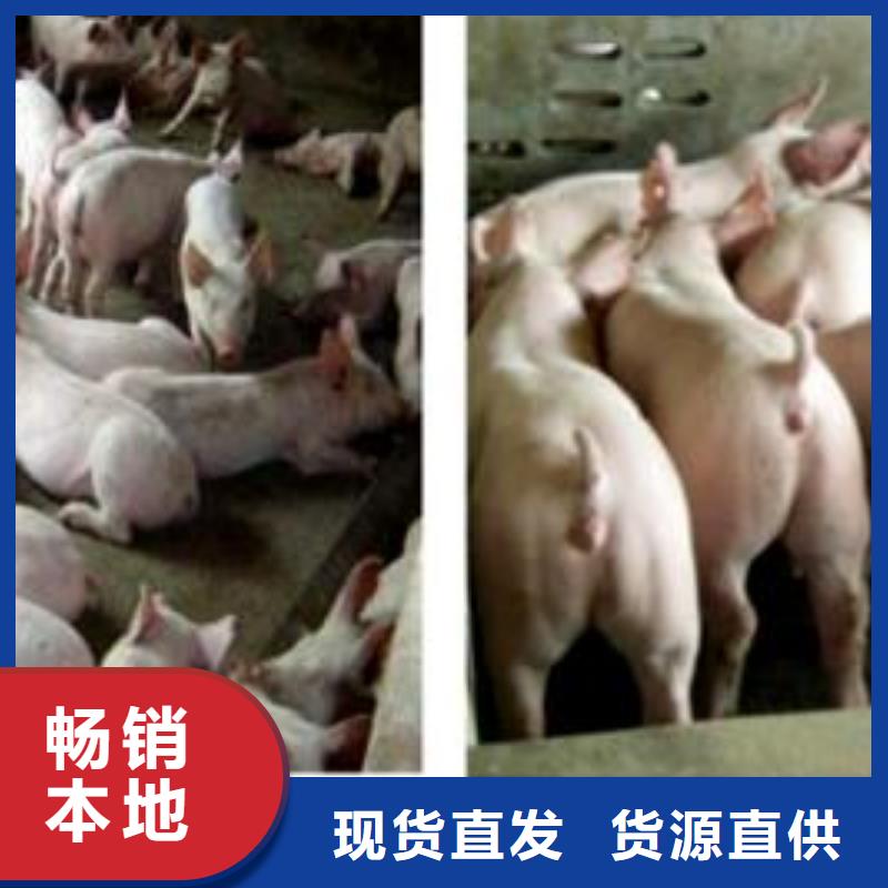 丰富的行业经验《鹏鑫》厂家推广苏太母猪（价格）种猪场推广