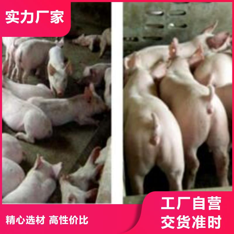 长太母猪价格（高产母本）种猪场