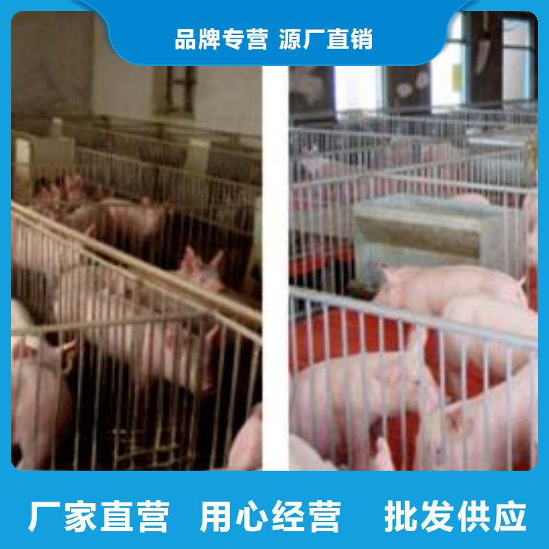 高产长太母猪品种（价格）种猪养殖
