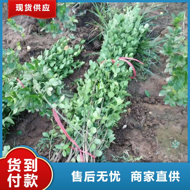 上海生产波斯菊种植批发基地